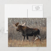 M8 Eland in Struikgewas Briefkaart (Voorkant / Achterkant)