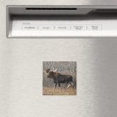 M8 Eland Magneet (Insitu (Vaatwasser))