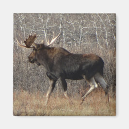 M8 Eland Magneet