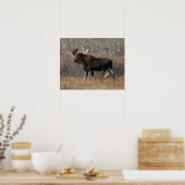 M8 Mannetjeseland in Struikgewas Poster (Keuken)