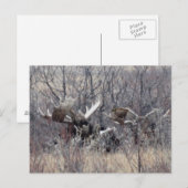 M9 Bull Moose Laying Briefkaart (Voorkant / Achterkant)