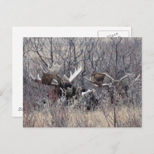 M9 Bull Moose Laying Briefkaart (Voorkant / Achterkant)