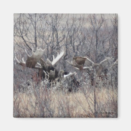 M9 Bull Moose Laying Magneet