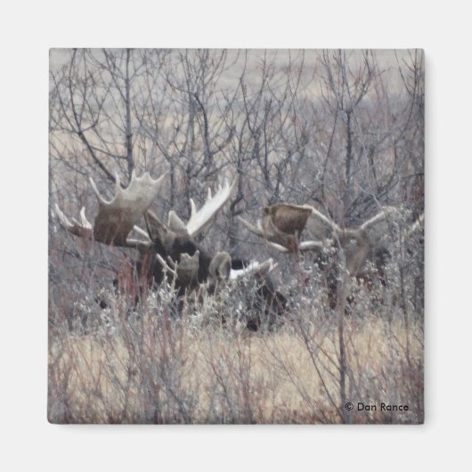 M9 Bull Moose Laying Magneet (Voorkant)