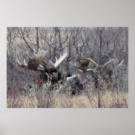 M9 Eland Eland Liggend Poster