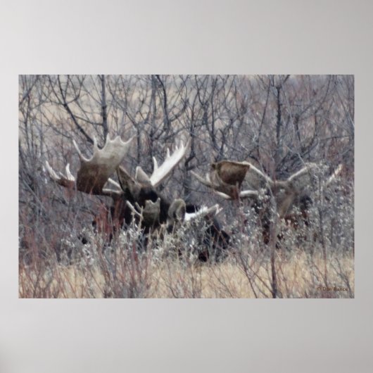 M9 Eland Eland Liggend Poster (Voorkant)