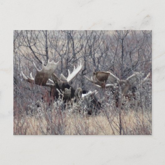 M9 Eland ligt neer Briefkaart (Voorkant)