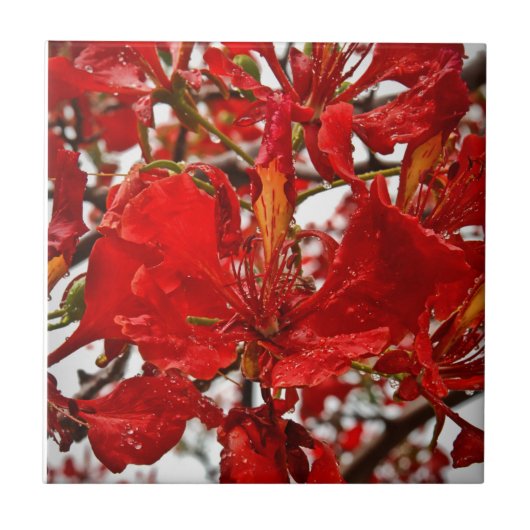 Maagdeneilanden Tropische rode flamboyante bloemen Tegeltje (Voorkant)