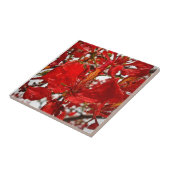 Maagdeneilanden Tropische rode flamboyante bloemen Tegeltje (Zijkant)