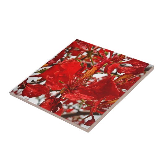 Maagdeneilanden Tropische rode flamboyante bloemen Tegeltje (Zijkant)
