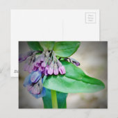 Maagdenpalm Briefkaart (Voorkant / Achterkant)