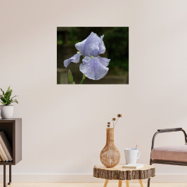 Maagdenpalm Iris met Regendruppels Poster