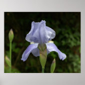 Maagdenpalm Iris met Regendruppels Tuin Poster (Voorkant)