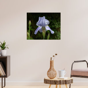 Maagdenpalm Iris met Regendruppels Tuin Poster