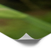 Maagdenpalm Iris met Regendruppels Tuin Poster (Hoek)