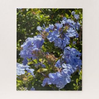 Maagdenpalm Kaap Plumbago, Oakland Legpuzzel