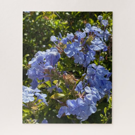 Maagdenpalm Kaap Plumbago, Oakland Legpuzzel (Verticaal)