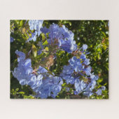 Maagdenpalm Kaap Plumbago, Oakland Legpuzzel (Horizontaal)