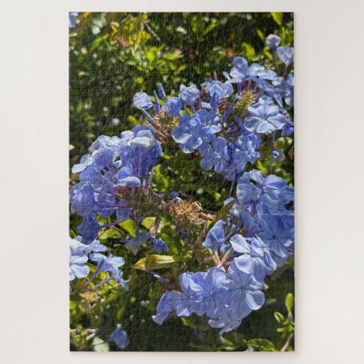 Maagdenpalm Kaap Plumbago, Oakland Legpuzzel (Verticaal)