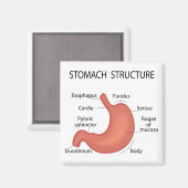 Maagstructuur Magneet (Voorkant / Achterkant)