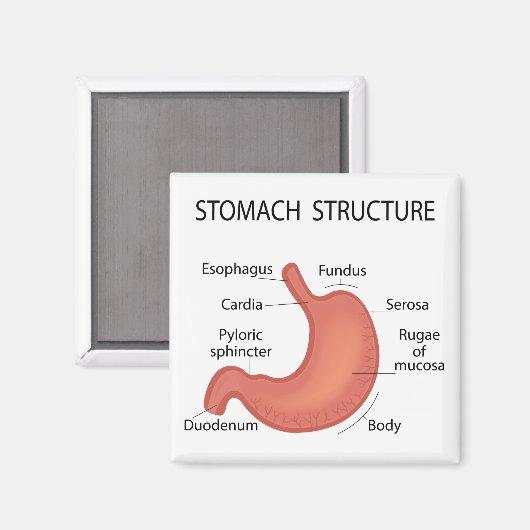 Maagstructuur Magneet (Voorkant / Achterkant)