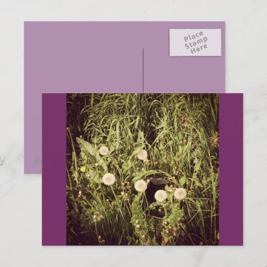 Maak een wens Briefkaart (Voorkant / Achterkant)