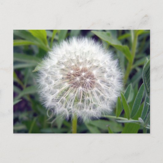 Maak een wens Briefkaart (Voorkant)