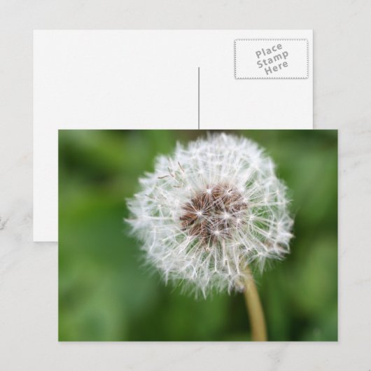 Maak een wens! Dandelion Briefkaart (Voorkant / Achterkant)