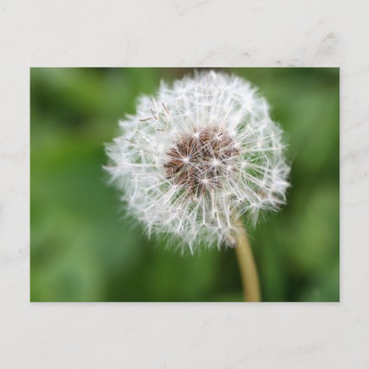 Maak een wens! Dandelion Briefkaart (Voorkant)