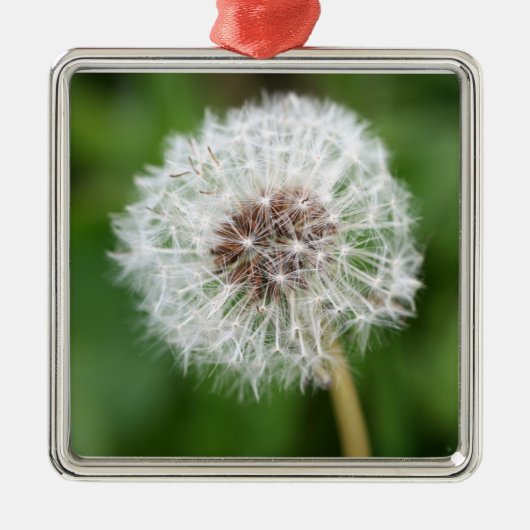 Maak een wens! Dandelion Square Ornament (Voorkant)