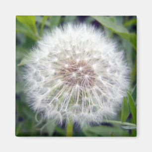 Maak een Wish Magnet