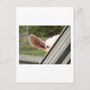 Maak een witte boe! Wachten op staarten afbeelding Briefkaart