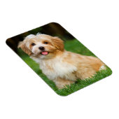 Maak je eigen aangepaste huisdierhond foto magneet (Rechterzijde)