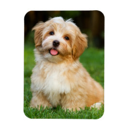 Maak je eigen aangepaste huisdierhond foto magneet