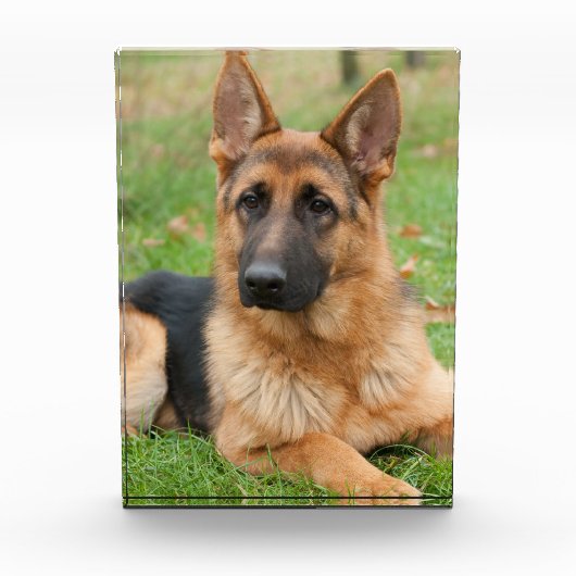 Maak Je Eigen Huisdier Foto Aangepaste Foto (Voorkant)