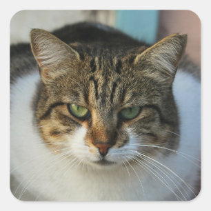 Maak Je Eigen Huisdier Foto Aangepaste Foto Cadeau Vierkante Sticker