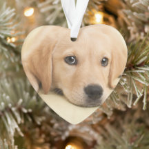 Maak Je Eigen Huisdier Foto Aangepaste Foto