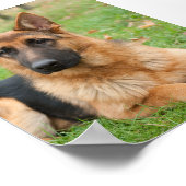 Maak Je Eigen Huisdier Foto Aangepaste Foto Poster (Hoek)