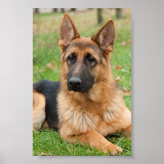 Maak Je Eigen Huisdier Foto Aangepaste Foto Poster (Voorkant)