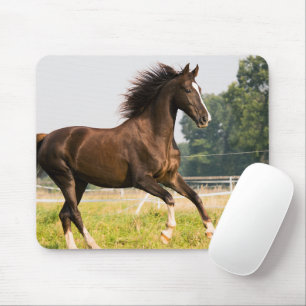Maak Je Eigen Huisdier Paard Foto Aangepaste Foto Muismat