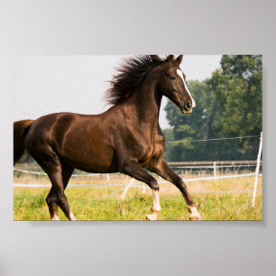 Maak Je Eigen Huisdier Paard Foto Aangepaste Foto Poster