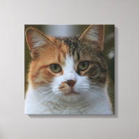 Maak Je Eigen Kattenhuisdier Foto Aangepaste Foto