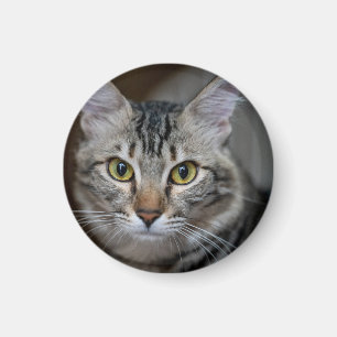 Maak Je Eigen Kattenhuisdier Foto Aangepaste Foto Magneet