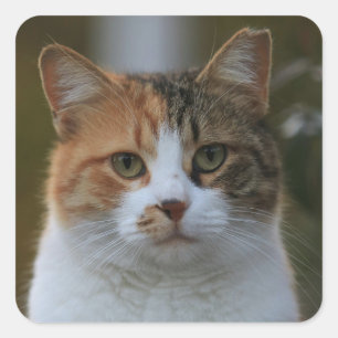 Maak Je Eigen Kattenhuisdier Foto Aangepaste Foto Vierkante Sticker