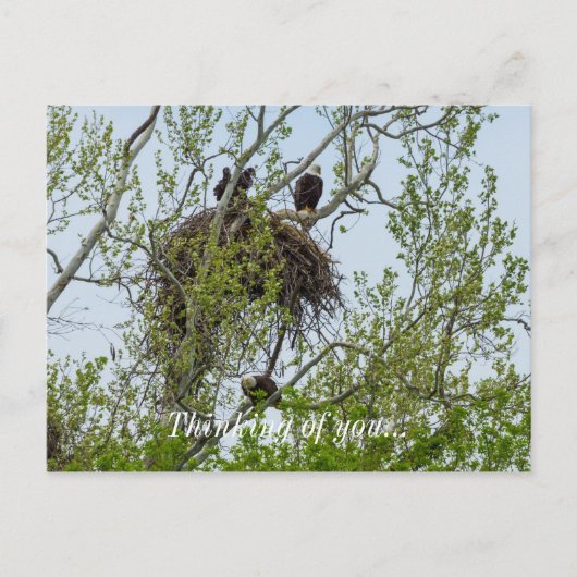 Maak kennis met de familie Eagle Briefkaart (Voorkant)