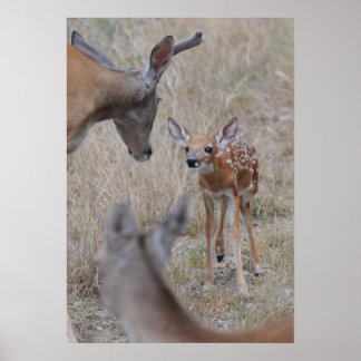 Maak kennis met de nieuwe baby poster