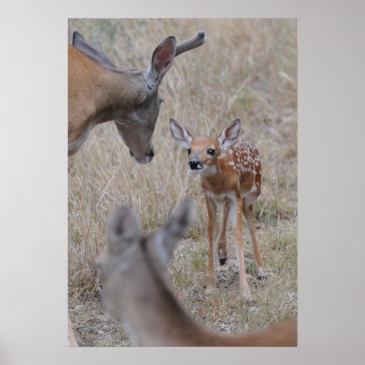 Maak kennis met de nieuwe baby poster (Voorkant)