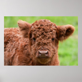 Maak kennis met het Schattige Highland Kalf Poster