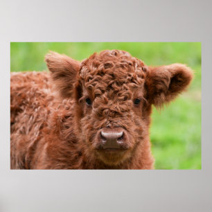 Maak kennis met het Schattige Highland Kalf Poster