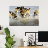 Maak kennis met het Wolf Pack Poster (Thuiskantoor)